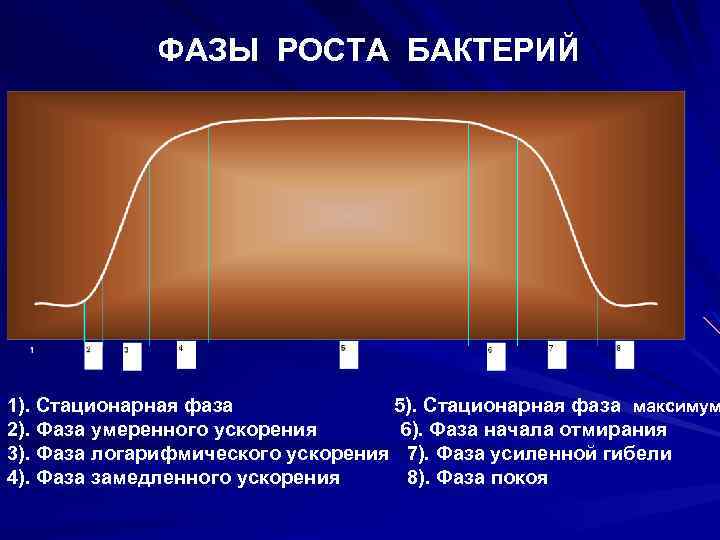 ФАЗЫ РОСТА БАКТЕРИЙ 1). Стационарная фаза 5). Стационарная фаза максимум 2). Фаза умеренного ускорения