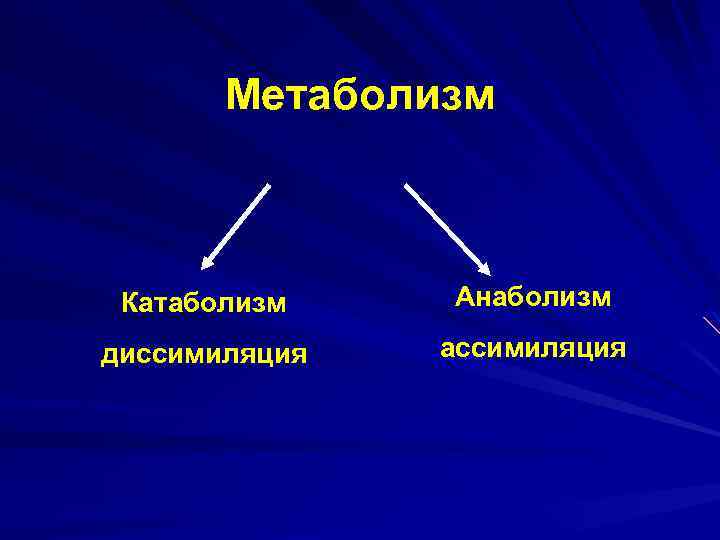 Метаболизм Катаболизм Анаболизм диссимиляция ассимиляция 