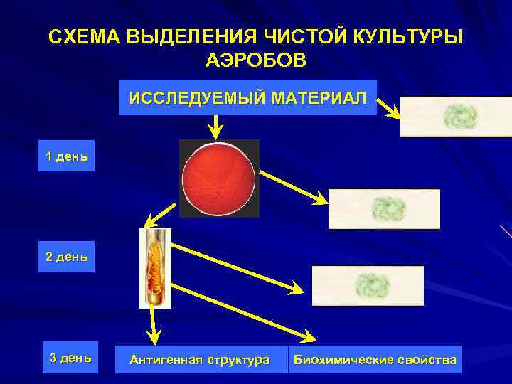 СХЕМА ВЫДЕЛЕНИЯ ЧИСТОЙ КУЛЬТУРЫ АЭРОБОВ ИССЛЕДУЕМЫЙ МАТЕРИАЛ 1 день 2 день 3 день Антигенная