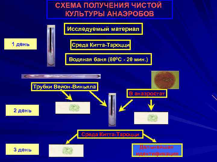 СХЕМА ПОЛУЧЕНИЯ ЧИСТОЙ КУЛЬТУРЫ АНАЭРОБОВ Исследуемый материал 1 день Среда Китта-Тароцци Водяная баня (800