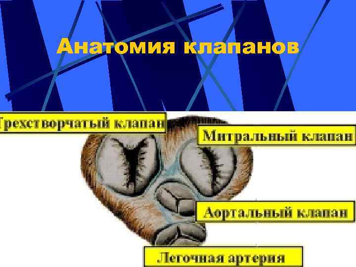 Анатомия клапанов 