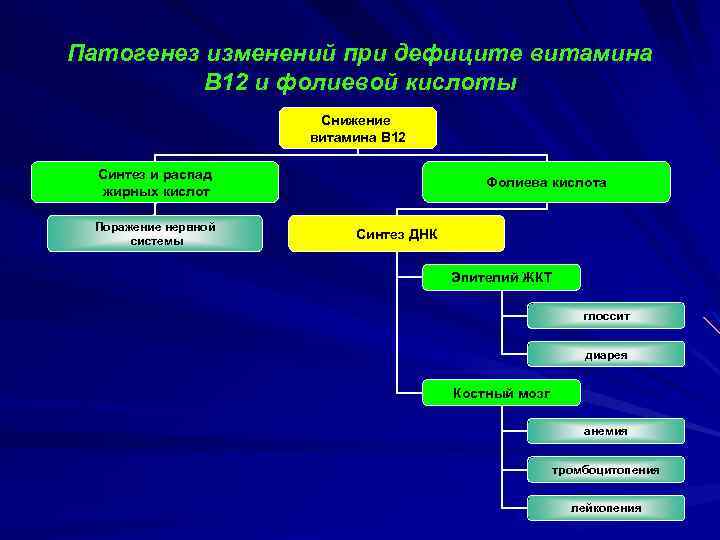 Патогенез изменений при дефиците витамина В 12 и фолиевой кислоты Снижение витамина В 12