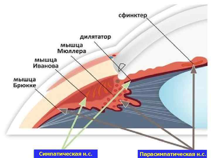 Симпатическая н. с. Парасимпатическая н. с. 