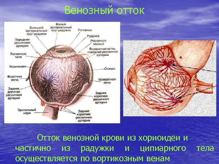 Венозный отток Отток венозной крови из хориоидеи и частично из радужки и ципиарного осуществляется
