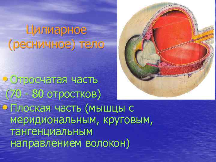 Цилиарное (ресничное) тело • Отросчатая часть (70 - 80 отростков) • Плоская часть (мышцы