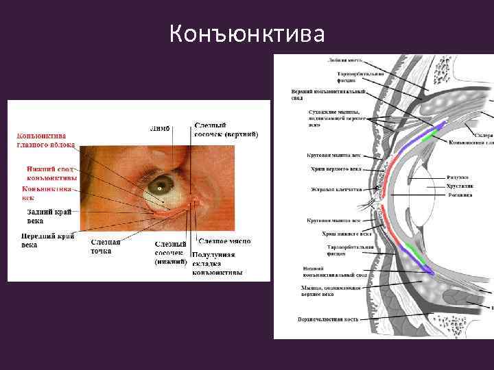 Конъюнктива 
