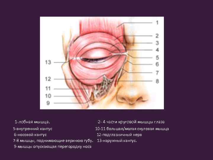  1 -лобная мышца. 2 - 4 части круговой мышцы глаза 5 -внутренний кантус