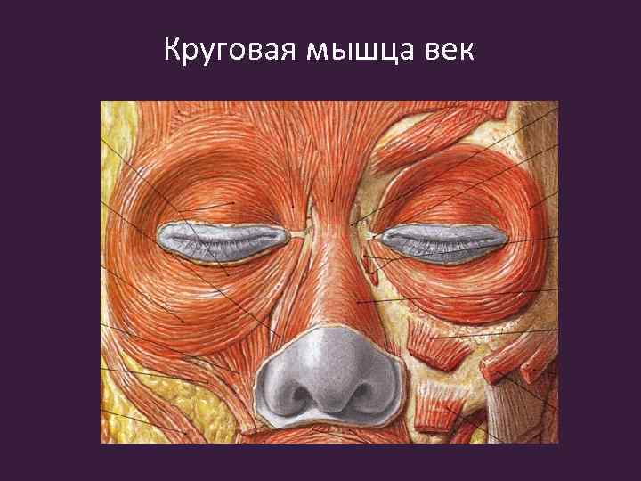 Круговая мышца век 