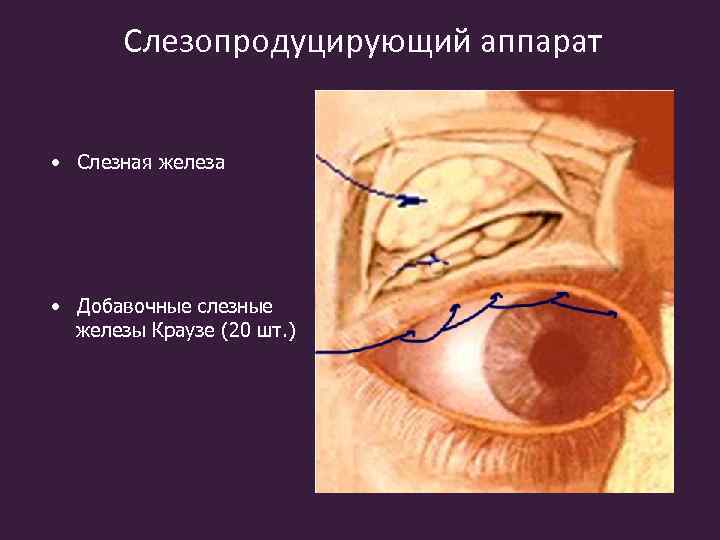 Слезопродуцирующий аппарат • Слезная железа • Добавочные слезные железы Краузе (20 шт. ) 