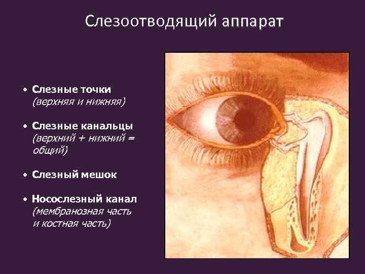 Слезоотводящий аппарат • Слезные точки (верхняя и нижняя) • Слезные канальцы (верхний + нижний