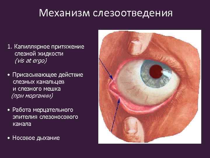 Механизм слезоотведения 1. Капиллярное притяжение слезной жидкости (vis at ergo) • Присасывающее действие слезных