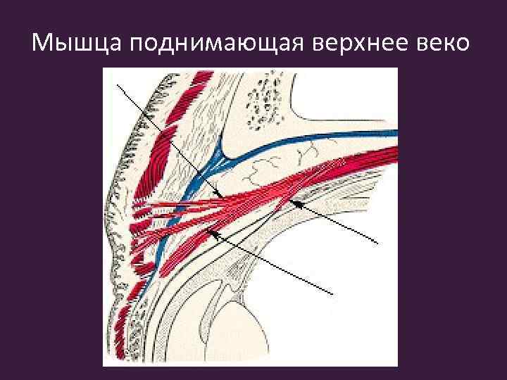 Мышца поднимающая верхнее веко 