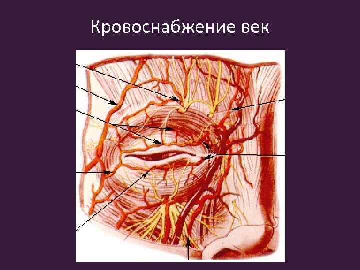 Кровоснабжение век 