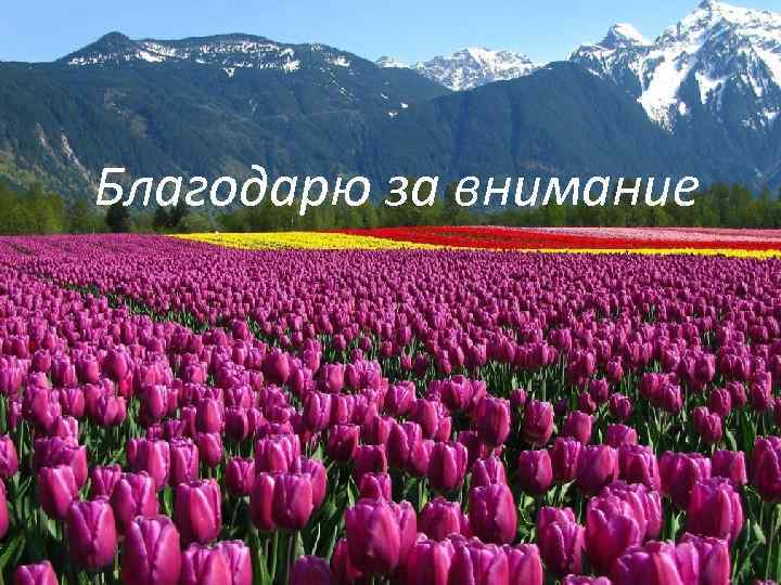 Благодарю за внимание 