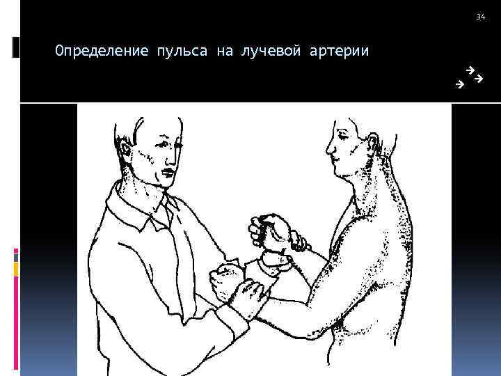 34 Определение пульса на лучевой артерии 