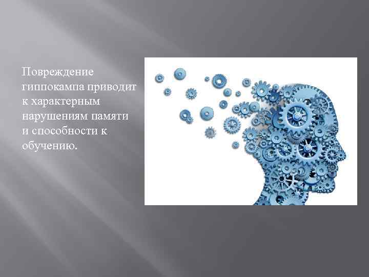 Повреждение гиппокампа приводит к характерным нарушениям памяти и способности к обучению. 