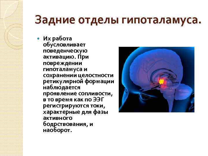 Задние отделы гипоталамуса. Их работа обусловливает поведенческую активацию. При повреждении гипоталамуса и сохранении целостности