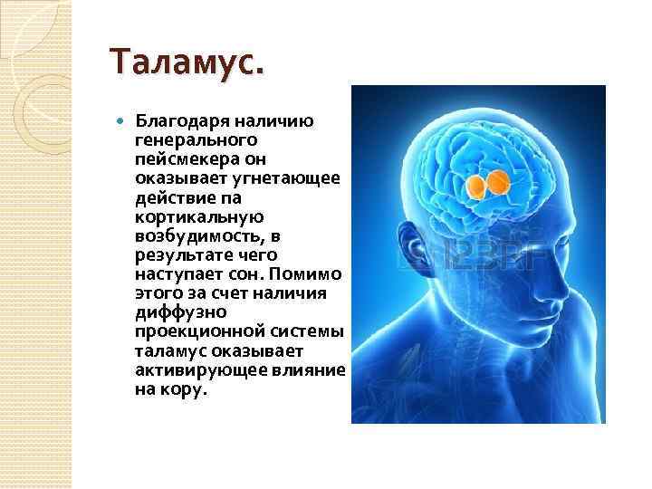 Таламус. Благодаря наличию генерального пейсмекера он оказывает угнетающее действие па кортикальную возбудимость, в результате