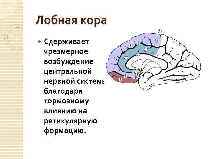 Лобная кора Сдерживает чрезмерное возбуждение центральной нервной системы благодаря тормозному влиянию на ретикулярную формацию.