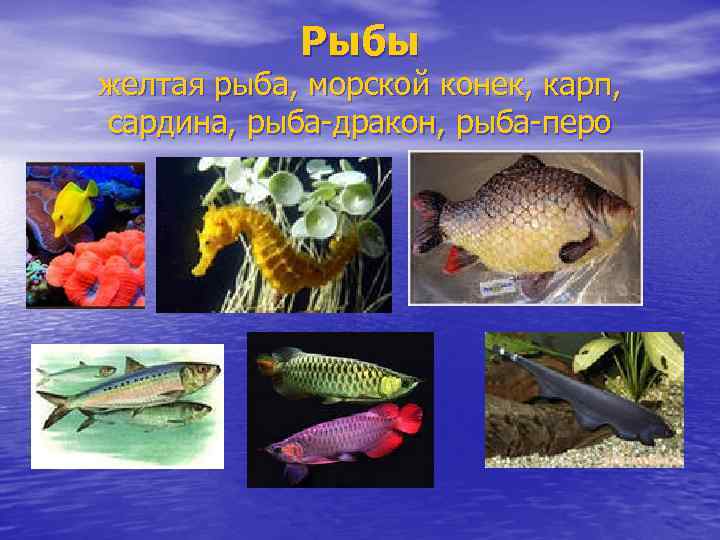 Рыбы желтая рыба, морской конек, карп, сардина, рыба-дракон, рыба-перо 