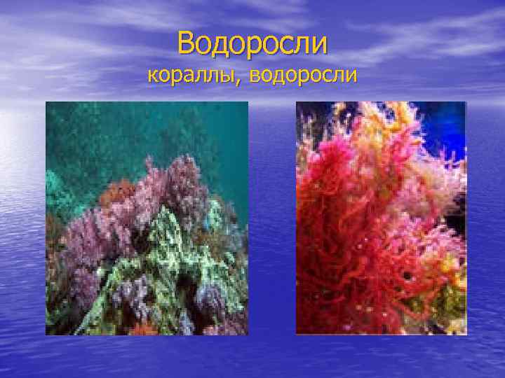 Водоросли кораллы, водоросли 