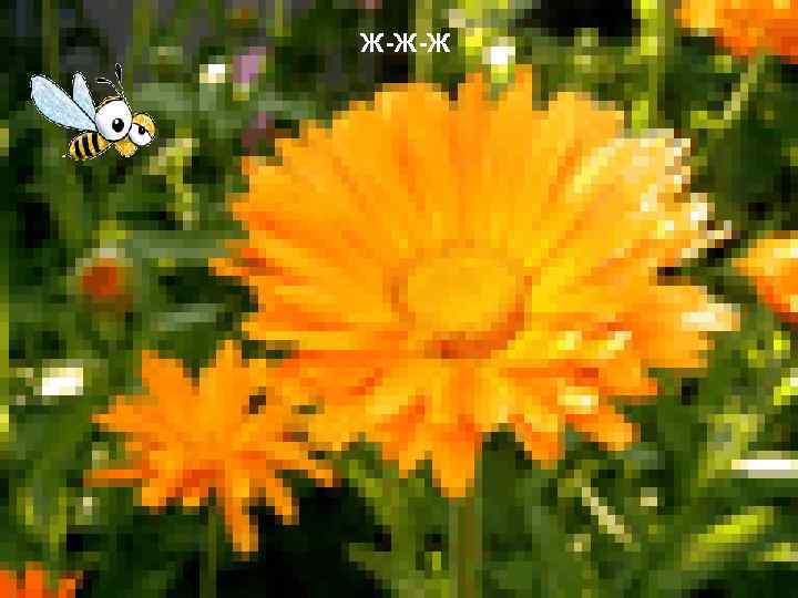 Ж-Ж-Ж 