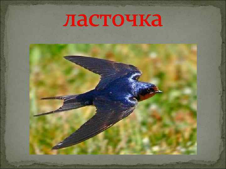 ласточка 