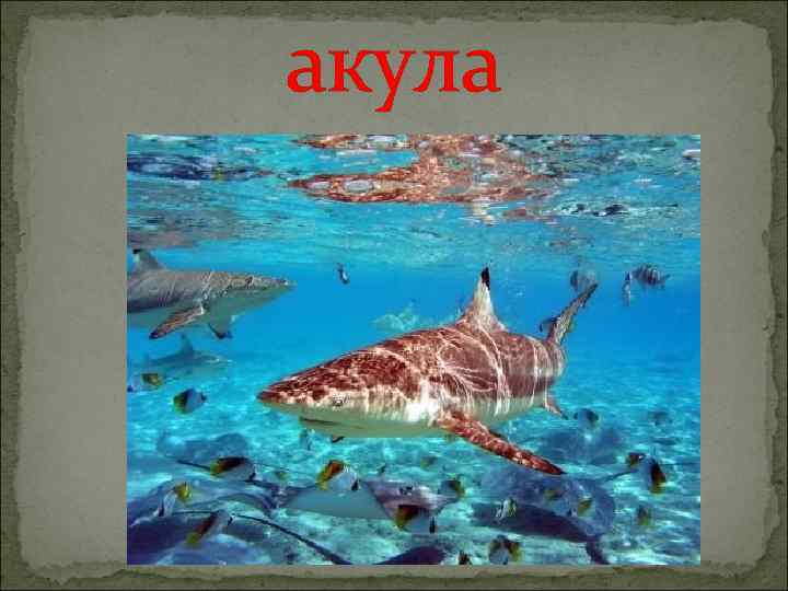акула 
