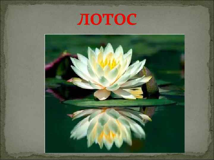 лотос 