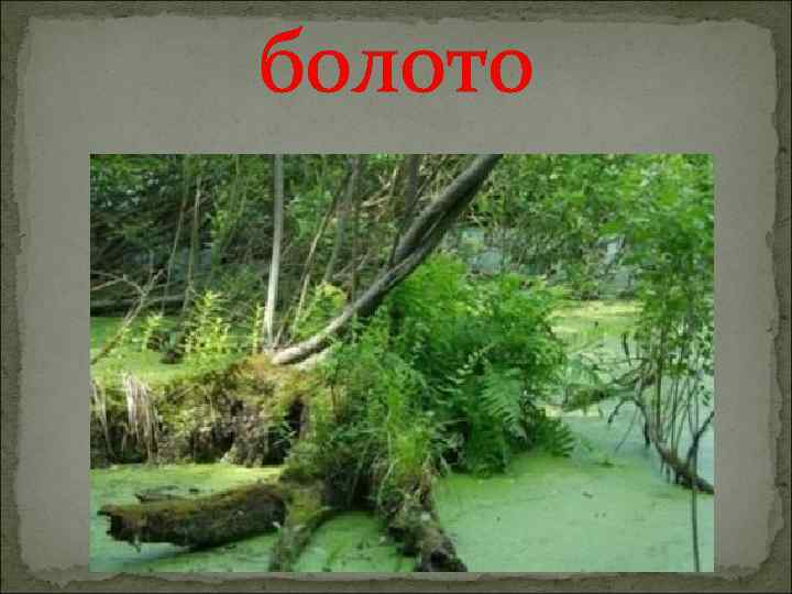 болото 
