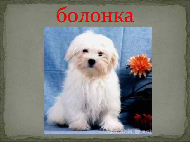 болонка 