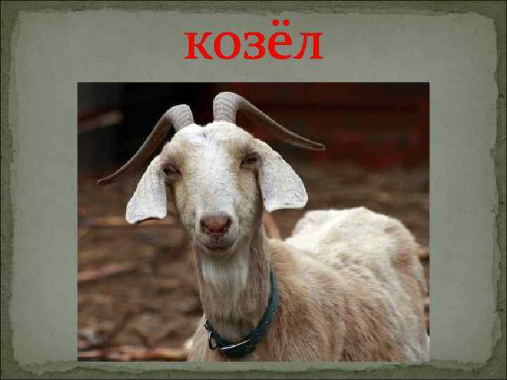 козёл 