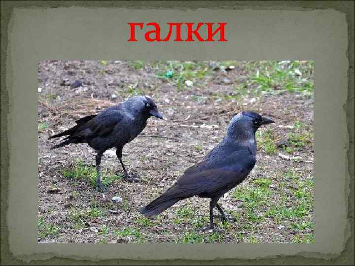 галки 
