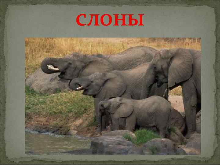 слоны 