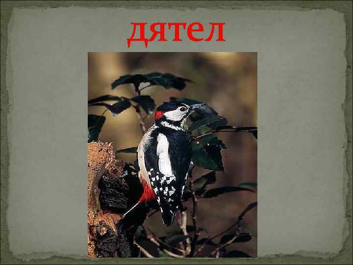 дятел 