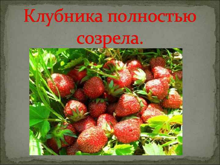 Клубника полностью созрела. 