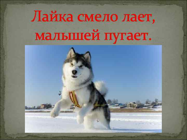 Лайка смело лает, малышей пугает. 