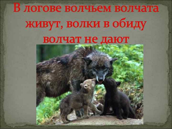 В логове волчьем волчата живут, волки в обиду волчат не дают 