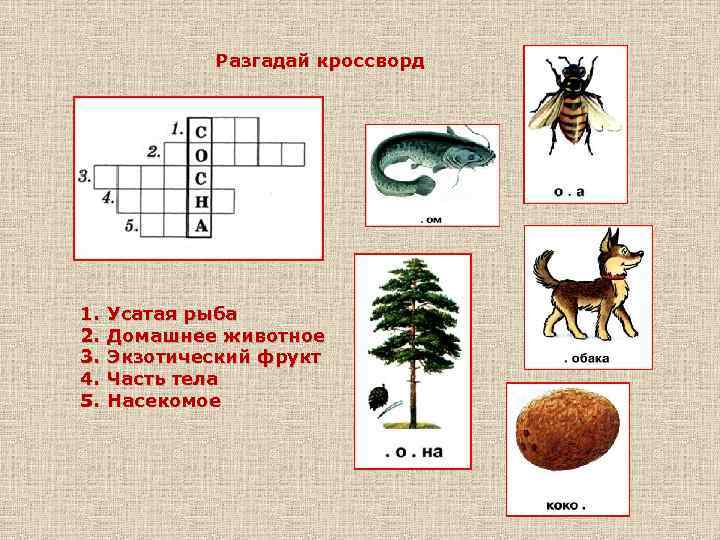 Разгадай кроссворд 1. 2. 3. 4. 5. Усатая рыба Домашнее животное Экзотический фрукт Часть