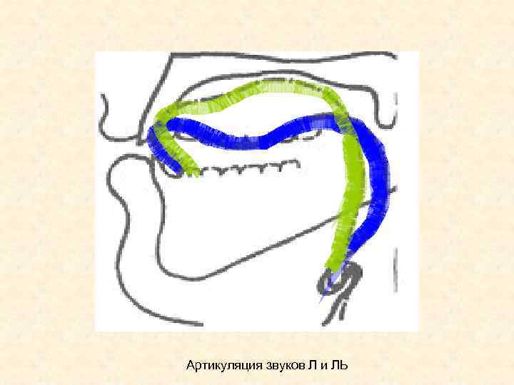 Артикуляция звука л картинка