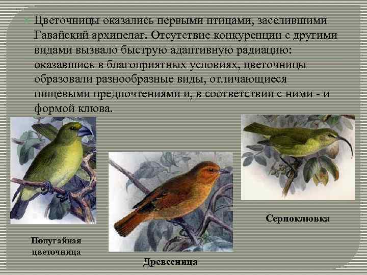  Цветочницы оказались первыми птицами, заселившими Гавайский архипелаг. Отсутствие конкуренции с другими видами вызвало