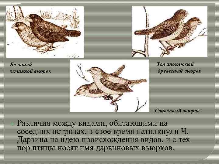 Большой земляной вьюрок Толстоклювый древесный вьюрок Славковый вьюрок Различия между видами, обитающими на соседних