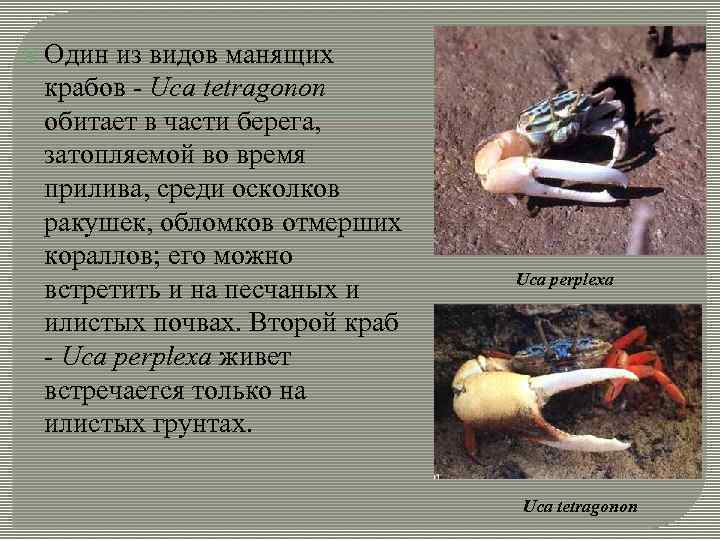  Один из видов манящих крабов - Uca tetragonon обитает в части берега, затопляемой