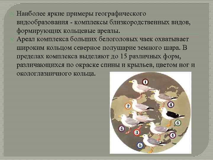  Наиболее яркие примеры географического видообразования - комплексы близкородственных видов, формирующих кольцевые ареалы. Ареал