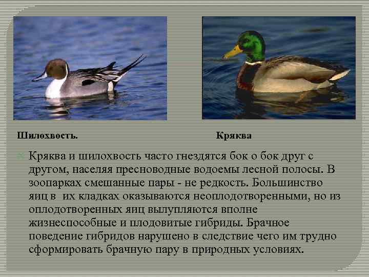 Шилохвость. Кряква и шилохвость часто гнездятся бок о бок друг с другом, населяя пресноводные