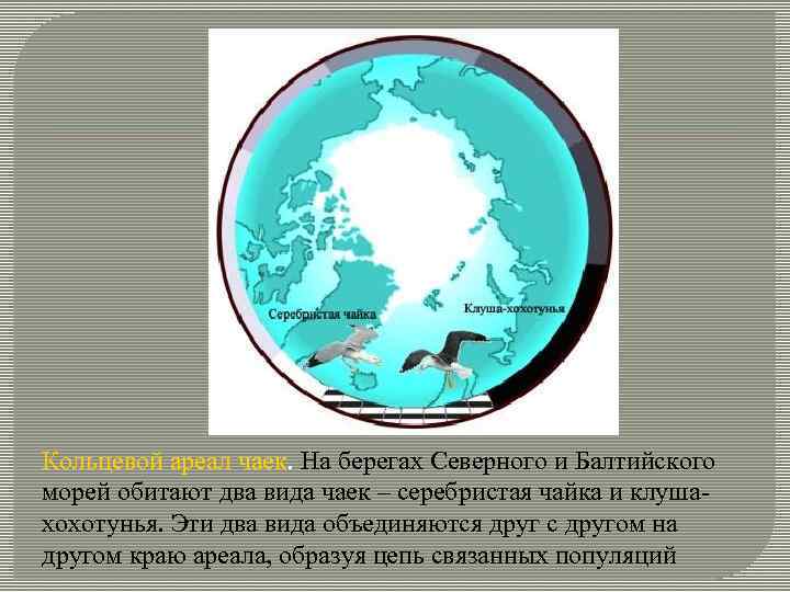 Кольцевой ареал чаек. На берегах Северного и Балтийского морей обитают два вида чаек –