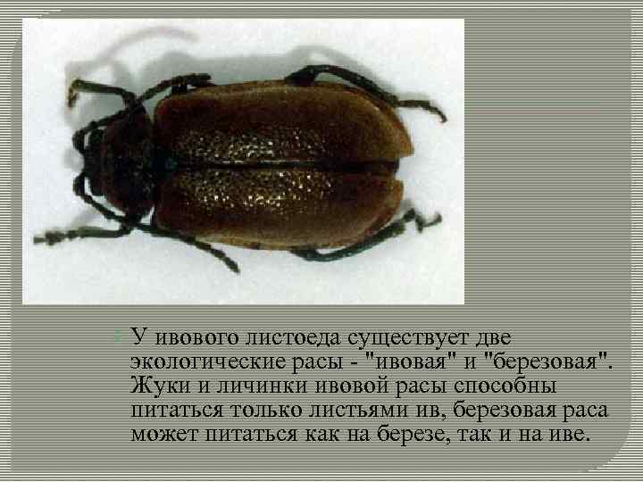  У ивового листоеда существует две экологические расы - "ивовая" и "березовая". Жуки и
