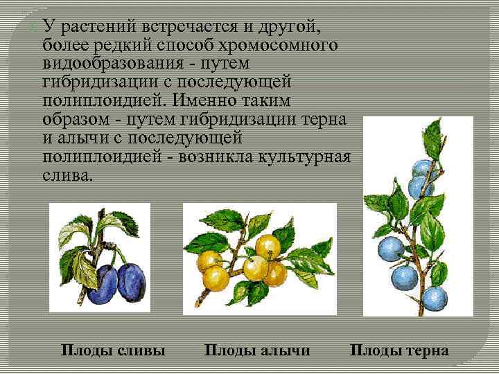  У растений встречается и другой, более редкий способ хромосомного видообразования - путем гибридизации