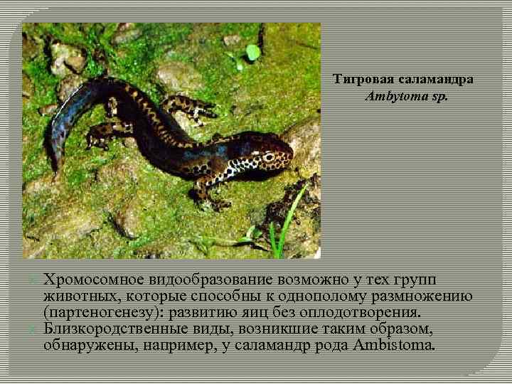 Тигровая саламандра Ambytoma sp. Хромосомное видообразование возможно у тех групп животных, которые способны к