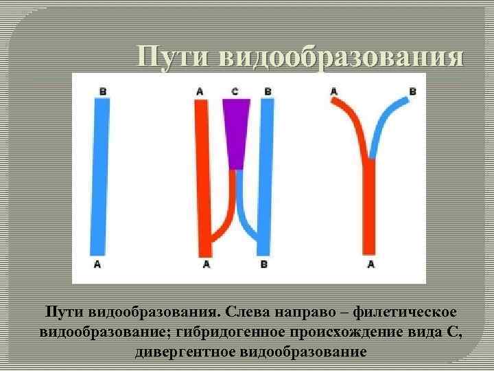 Пути видообразования. Слева направо – филетическое видообразование; гибридогенное происхождение вида С, дивергентное видообразование 